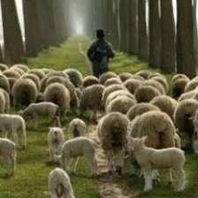 A shepherd leading his sheep along a path to light