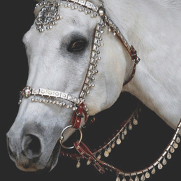 Pic of White Horse w/Ornate Silver Halter