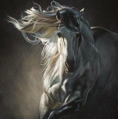 Picture of a white horse
