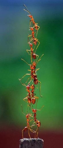 ants-tower2