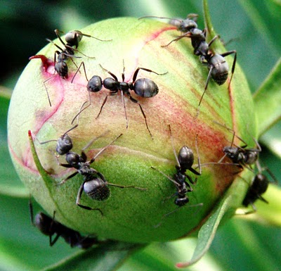 Ants opening Peony Bloom flower