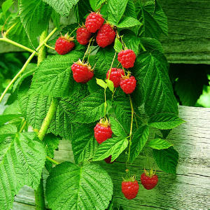 Picture of Raspberries