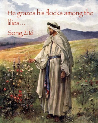 Solomon walking through a field with the verse from Song 2:16 "He grazes his sheep among the lilies"