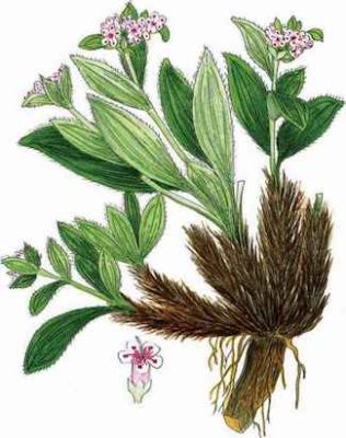 Pic of Spikenard Flowers and Root