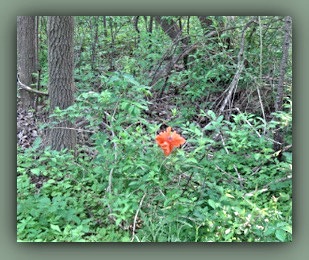 Picture of the poppy I saw in my hedgerow