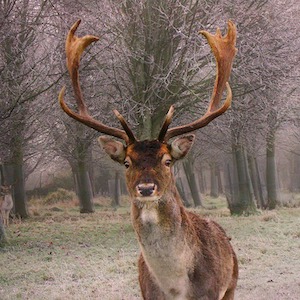 Majestic buck