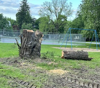 Picture of tree cut down and chopped up. Caption: "Now a distant memory. Or is it?"